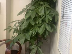 -张钰强中医正骨推拿连锁(华发商都店)