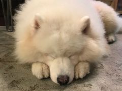 -more than meow吴止猫主题餐厅(承德 中船汇店)