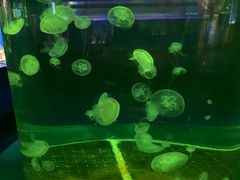 -重庆欢乐海底世界
