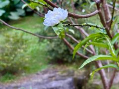 -桃花涧
