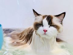 -momokira米努特·德文卷毛猫·棉花面纱犬