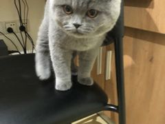 -艾贝尔宠物医院·24H转诊中心·肿瘤猫专科(江宁双龙店)