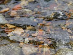 -白河湾生态旅游一条川