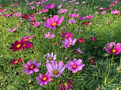 -天适樱花悠乐园