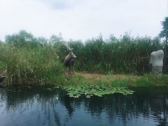 -溱湖国家湿地公园