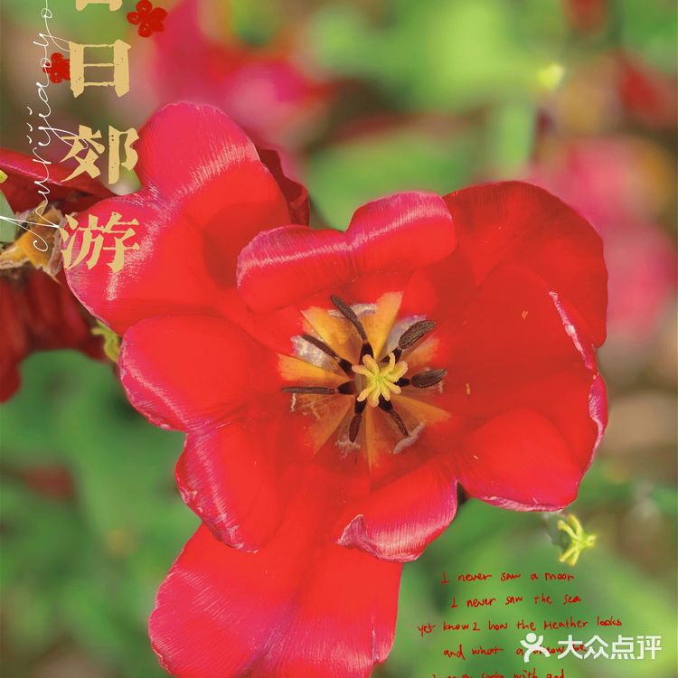 攻略 | 静安区0元不排队赏樱🌸保姆级指南建议收藏