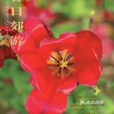 攻略 | 静安区0元不排队赏樱🌸保姆级指南建议收藏