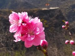 -荆紫仙山景区票务中心