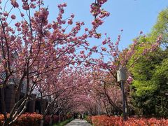 -高东镇樱花园