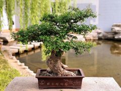 -国家植物园