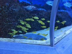 -芜湖新华联大白鲸海洋公园