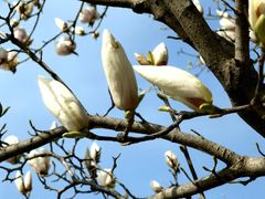 -唐城墙遗址公园