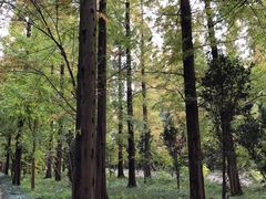 -崇明东平国家森林公园烧烤房车露营地