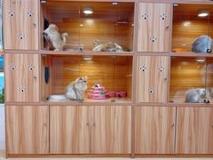 -猫十亿·布偶金渐层·曼基康矮脚猫舍(青年路店)