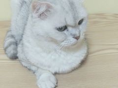 -Meowの猫咖(万家丽店)