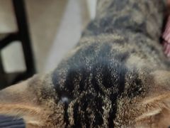 -玉椰林甜品店(创始店)