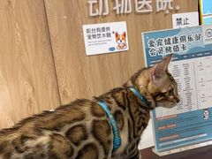 -谐和益家动物医院·免疫绝育·血液透析·宠保定点医院(高新伊藤分院)