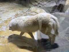 -海合安成都极地海洋公园