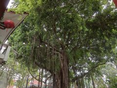 -南普陀素菜馆