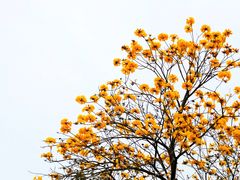 -松山湖梦幻百花洲
