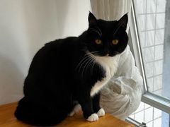 -是阿柴呀！柴犬咖啡·爱喵喵猫咖