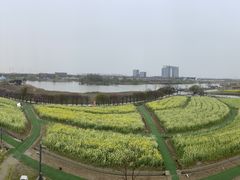 -杭州湾海上花田景区