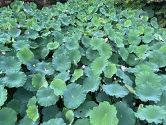 -三圣花乡旅游区