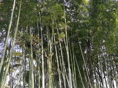 -秋霞圃