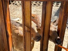 -北京鹿世界主题园