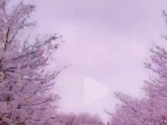 -武汉大学-樱园
