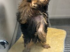 -萌宠之家·腊肠犬·马尔泰·小体犬舍