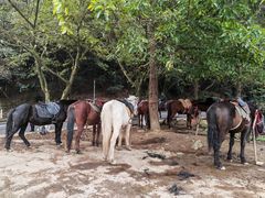 -铁山坪森林公园