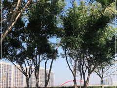-五缘湾湿地公园