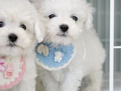 -翊宠yipet猫狗购宠庄园犬舍•猫舍