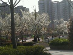 -新江湾城公园