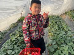 -喜杨洋草莓采摘园