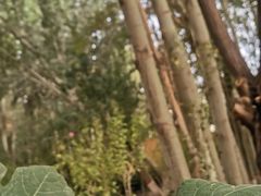 -艾提尕尔清真寺