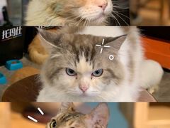 -more than meow吴止猫主题餐厅(承德 中船汇店)