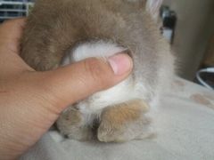 -瑞派·关忠动物医院·异宠专科·犬猫肿瘤·皮肤专科(望京店)