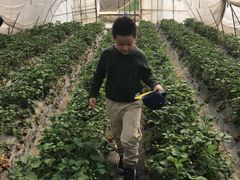 -小鱼草莓采摘园农家乐·小鱼餐厅