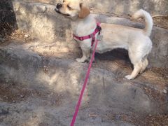 狗狗陶醉了！-十三陵水库