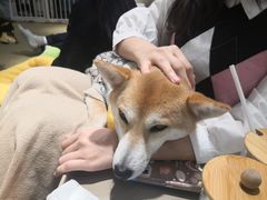 -逗柴咖啡屋·狗咖猫咖宠物桌游