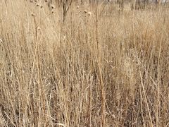 -野鸭湖国家湿地公园