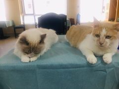 -鼓捣猫呢主题猫咖店