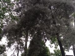 -合肥滨湖国家森林公园