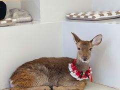 -怪兽屋·羊驼·猫咖·狗咖(俊华广场店)