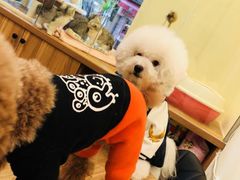 -小尾巴宠物店(万科·金域华庭店)