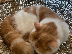 -飞行喵MR PILOT|猫舍·猫咖(静安大融城店)