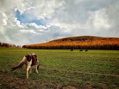 -塞罕坝国家级自然保护区
