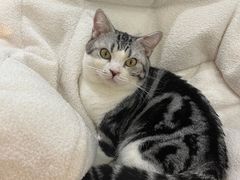 -COLOR PETS 撸猫馆·购猫·猫咖(长风大悦城店)